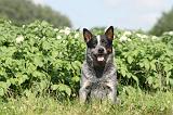 BOUVIER AUSTRALIEN 120